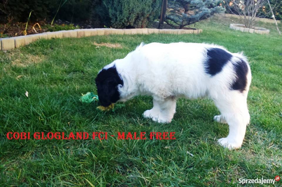 landseer piękne pieski dolnośląskie Głogów