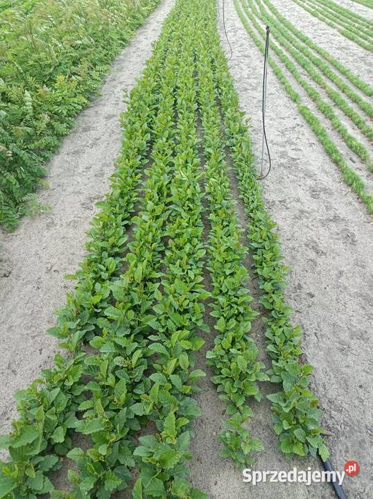 Olsza czarna Alnus glutinosa świętokrzyskie Busko-Zdrój