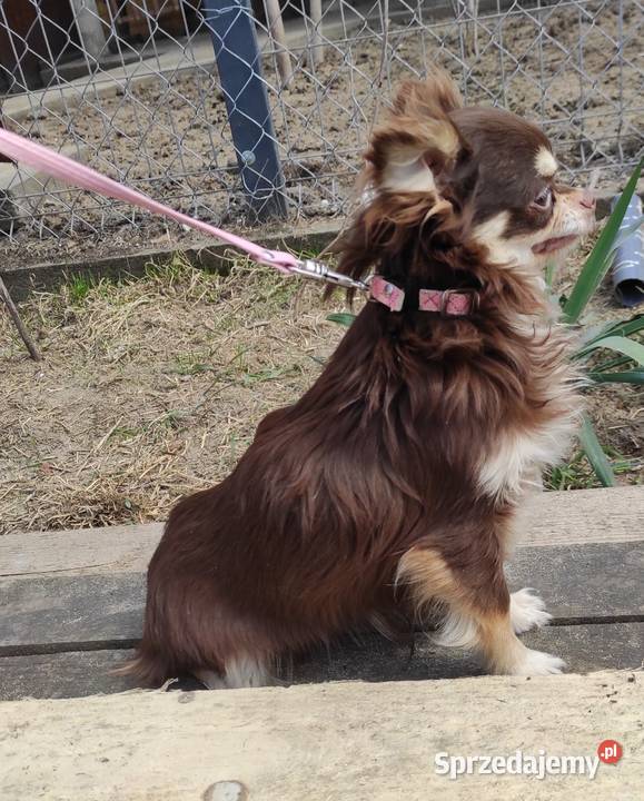 Roczny piesek chihuahua czekoladowy z rodowodem Stare Polesie