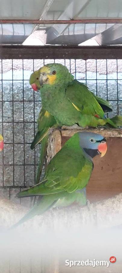 Amazonka modrobrewa kurika samiec Wodzisław Śląski