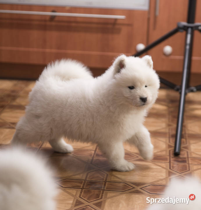 Samoyed Samojed FCI kilkunastoletnie Łódź
