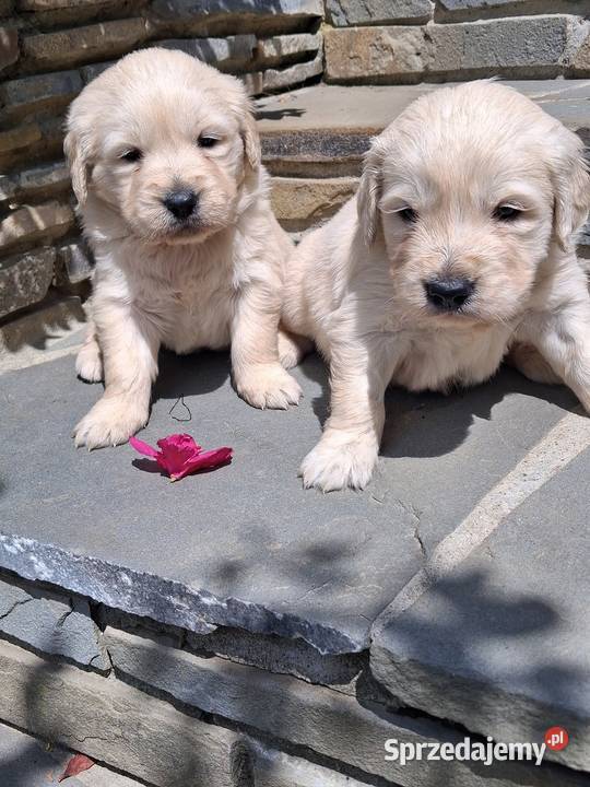 Szczenięta Golden Retriver