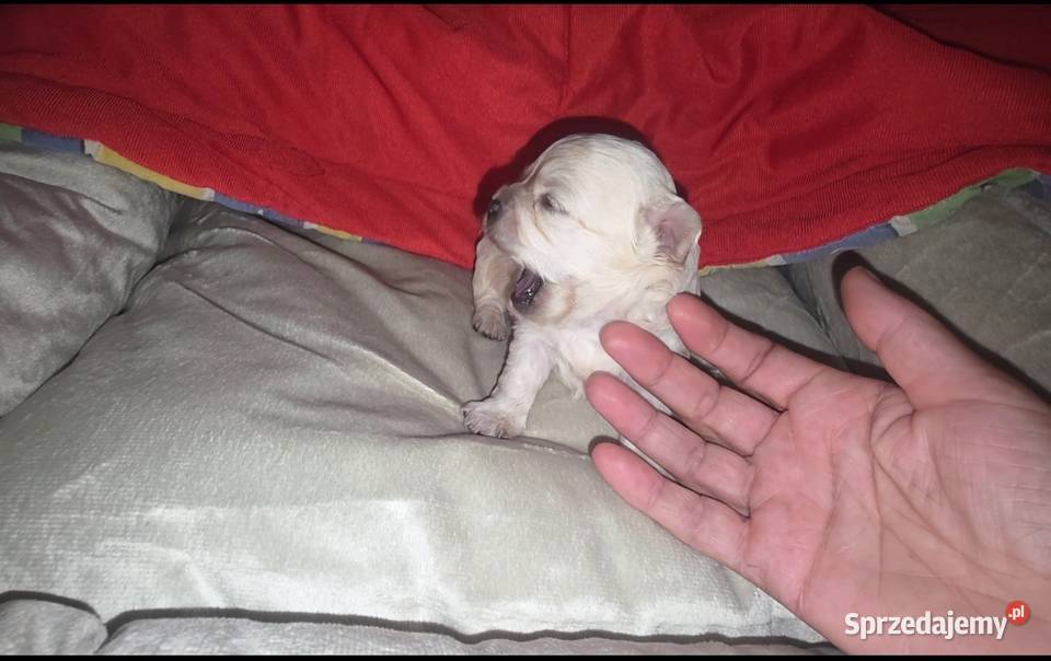 Chihuahua sunia długowłosa FCI Łódź