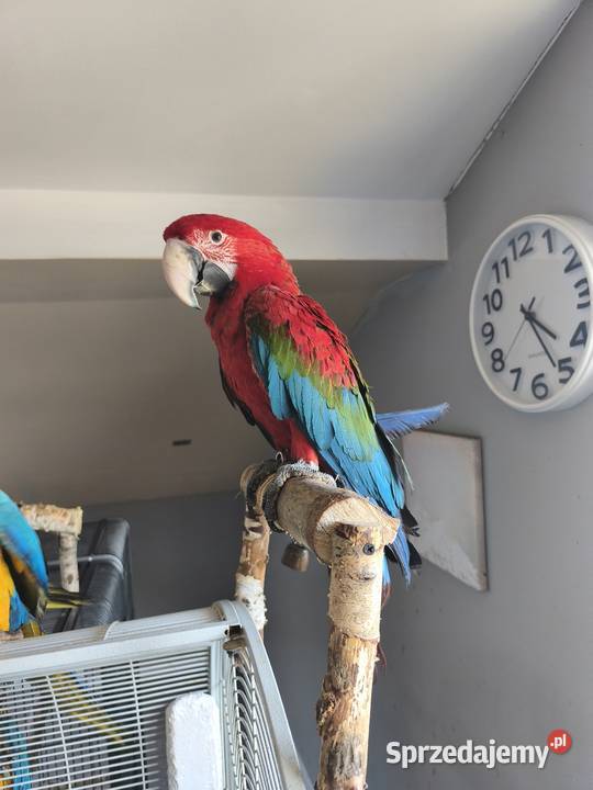 Ara Chloroptera samiec Olkusz