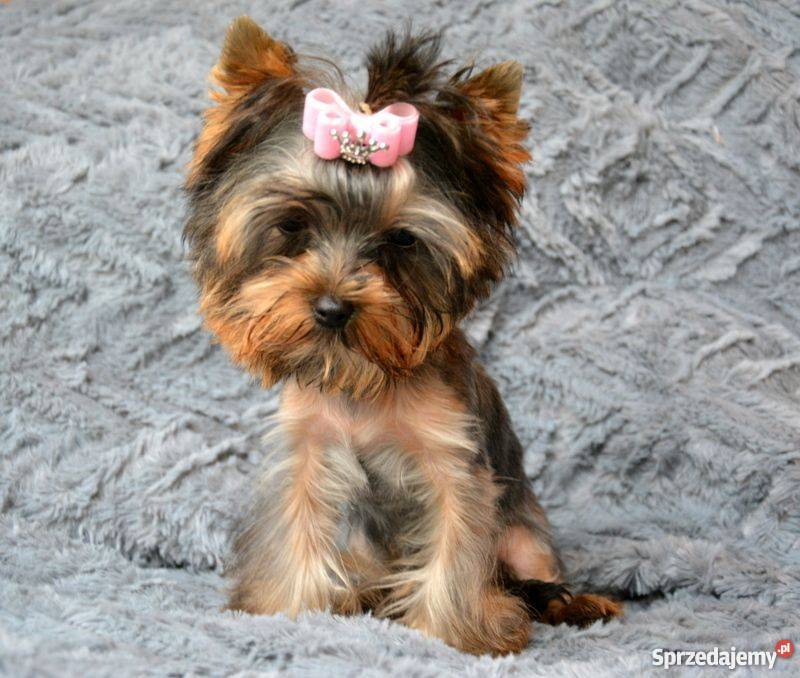 Yorkshire Terrier MINI suczka York 1kg ZKwP FCI Toruń - Sprzedajemy.pl