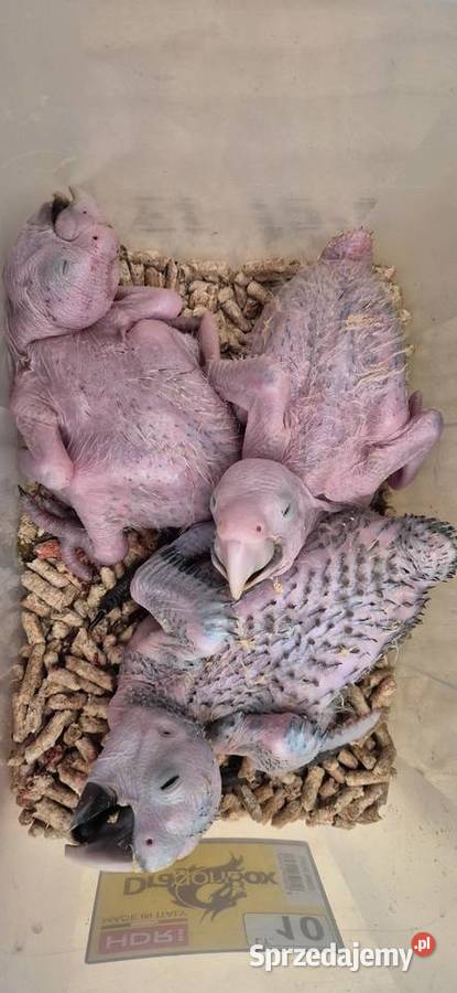 Ara chloroptera samica 6 miesiecy Rogoż