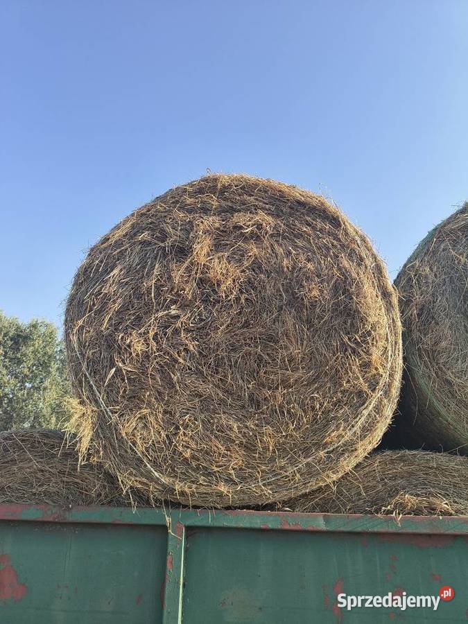 Siano tegoroczne Rolnictwo kujawsko-pomorskie Pinino
