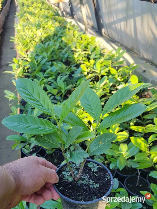 Laurowiśnia wschodnia NOVITA na żywopłot w Rośliny Proszowice