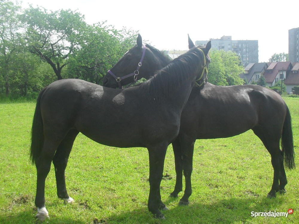 Klacz śląska 15 roku Pozostałe Bielsko-Biała