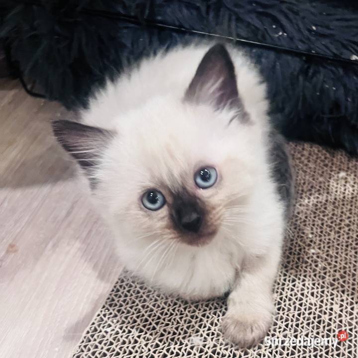 Kotek Syjamski Zwierzęta Toruń