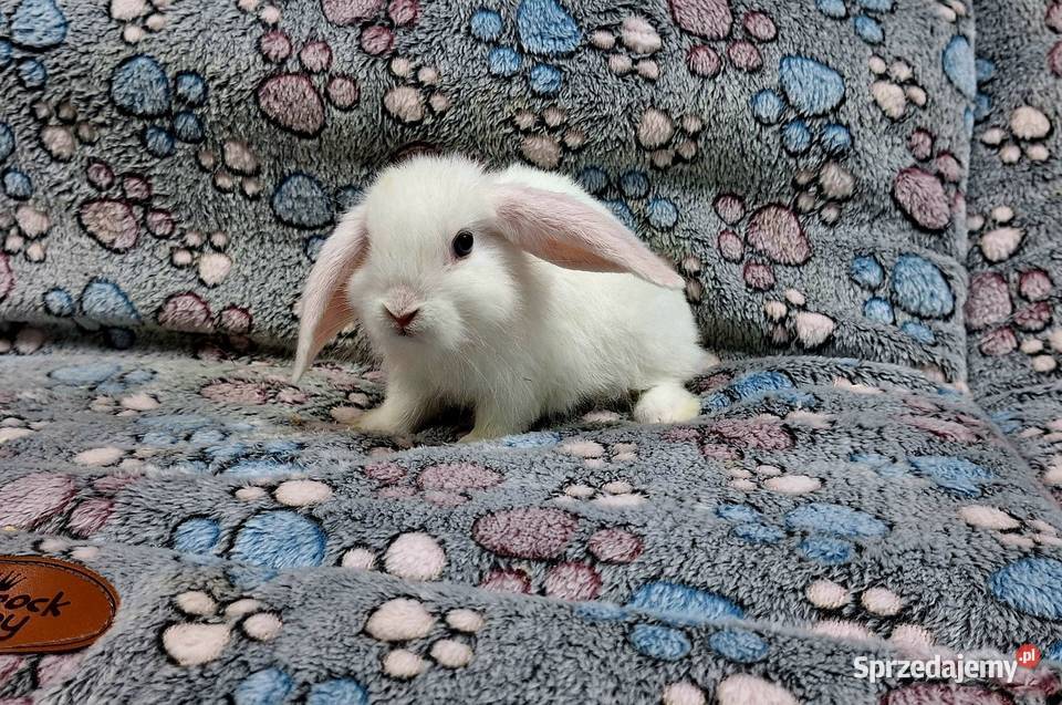 Króliczek Baranek Mini Lop samczyk sprzedam