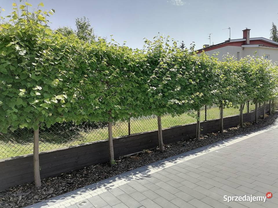 drzewa liściaste nasadzenia zastępcze solitery Łódź