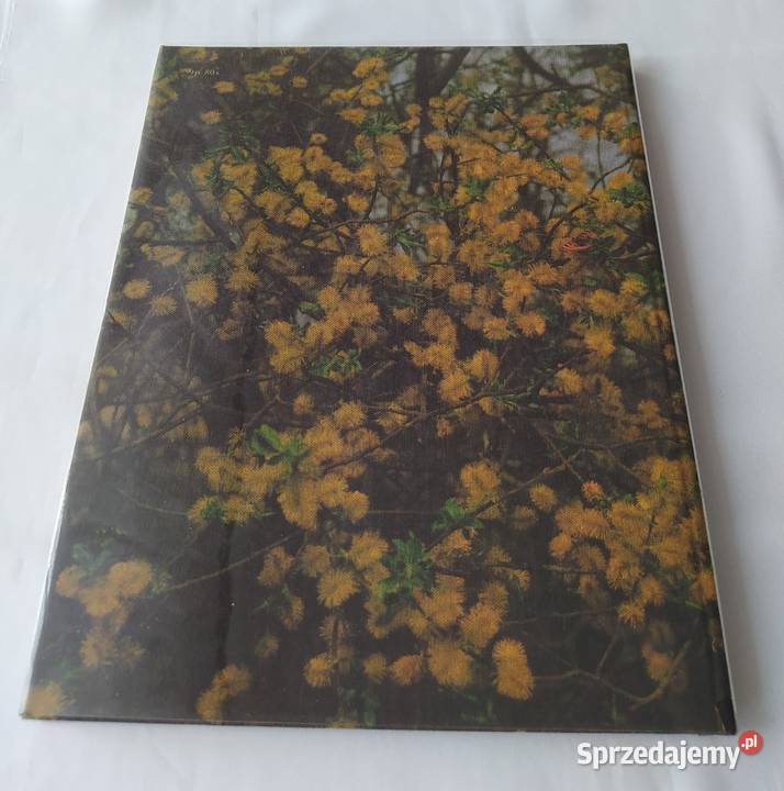 Spotkanie z lasem C Hajnówka