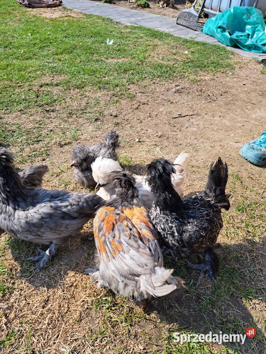 Sprzedam silki Pepłowo