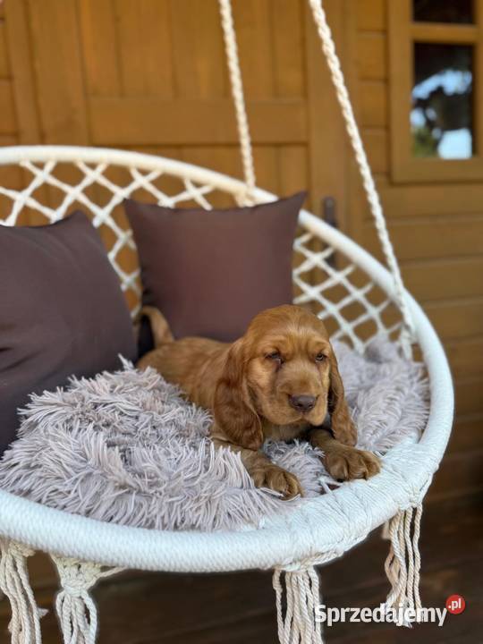 Piękny piesek Cocker Spaniel Angielski sprzedam
