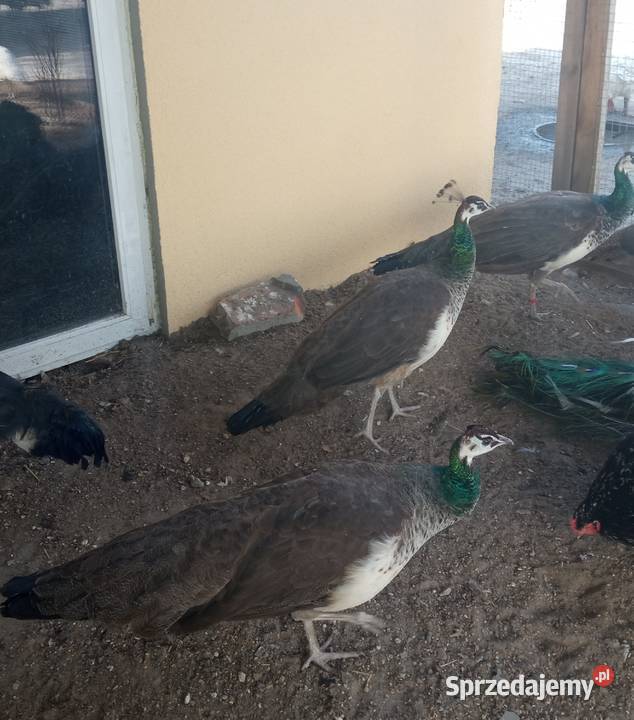 Pawie samice dorosłe 2 3 letnie wysyłam Zamość