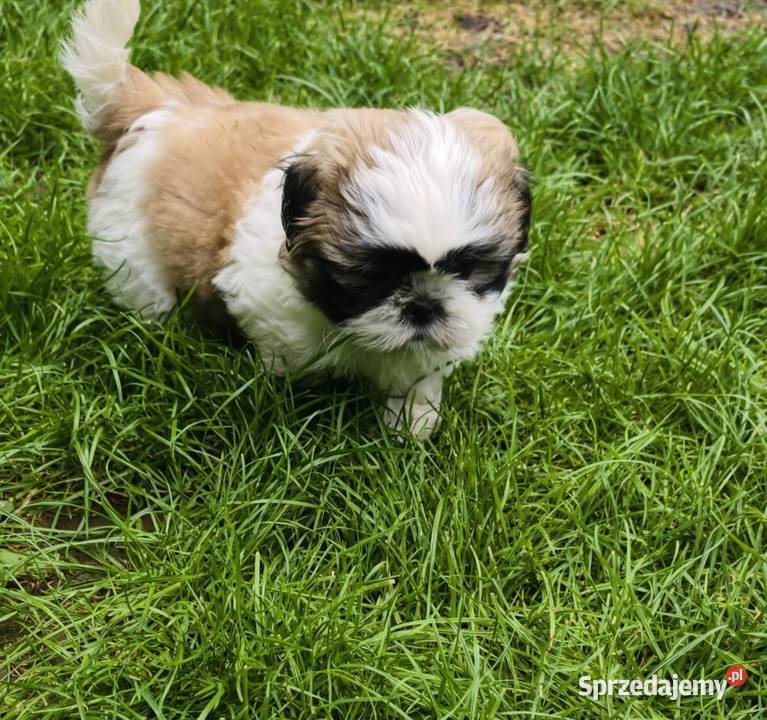 ŚLICZNIE Shihtzu gotowe do nowego domu dolnośląskie