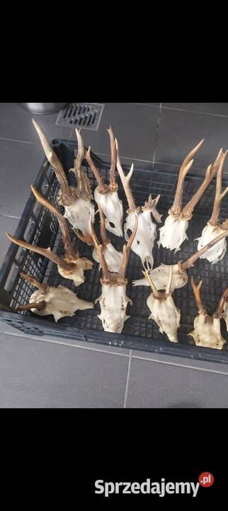 Rogi rózki poroże małopolskie Nowy Sącz