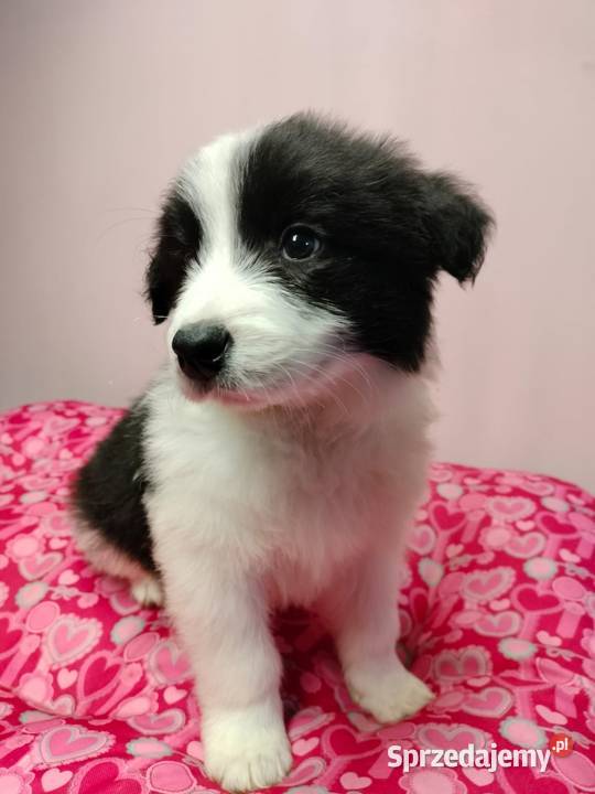 Border collie szczenięta z rodowodem gotowe do Radom