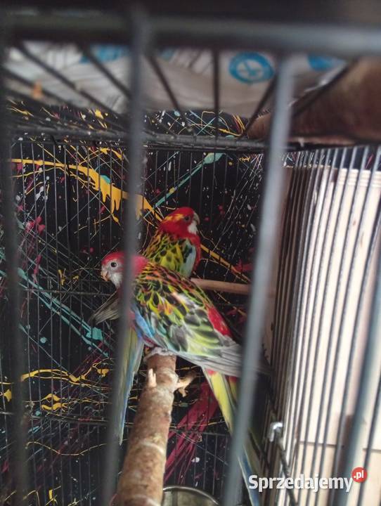 Ptaki Ptaki Strzelce Opolskie sprzedam