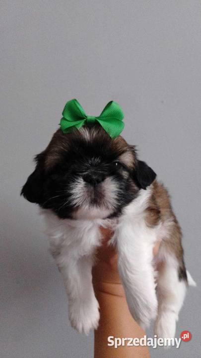 Szczeniaki Shih tzu Słomniki