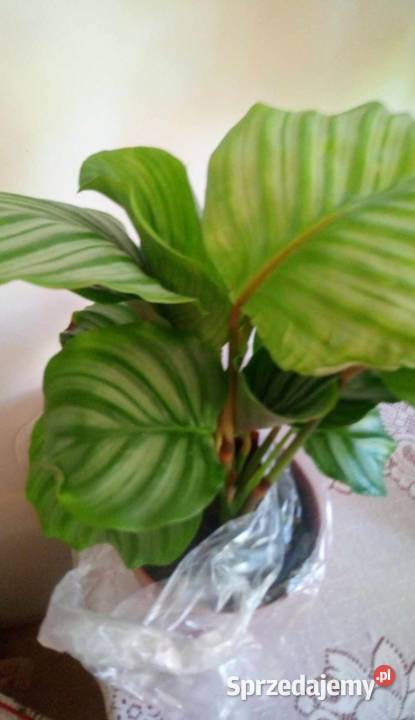 Kwiaty doniczkowe Calathea orbifolia Kalatea Warszawa