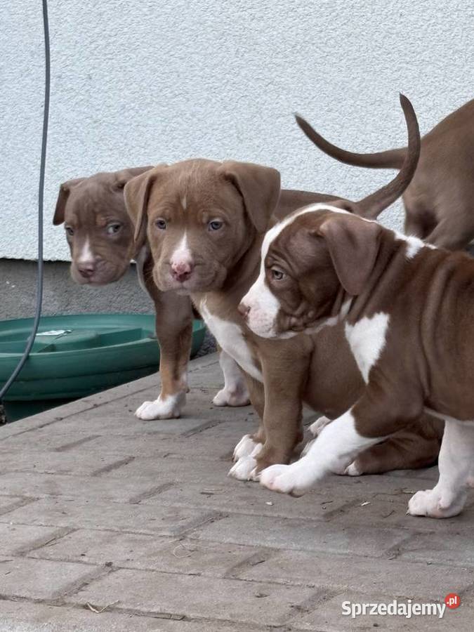 American bully xl szczeniak Czerlejno