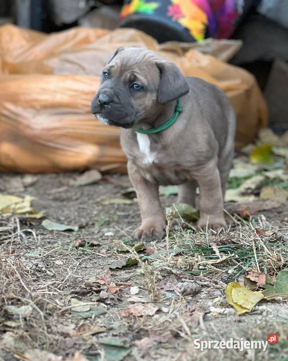 Cane Corso szczenieta rodowodowe błekitne i Cane Corso Bychawa