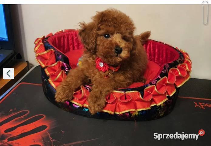 Pudel Toy Miniaturka śliczny i zdrowy pudelek