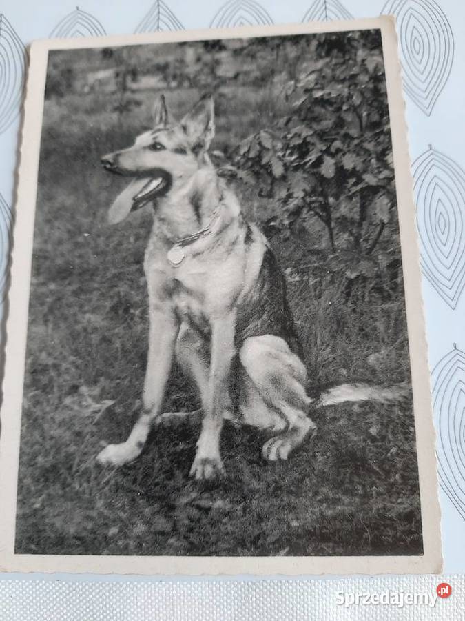 Piekne zdjęcie psa 1940 r Stronie Śląskie