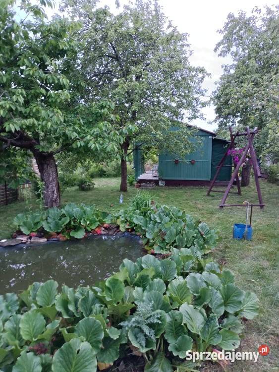 Działka ogrodowa SZAROTKA Ełk warmińsko-mazurskie
