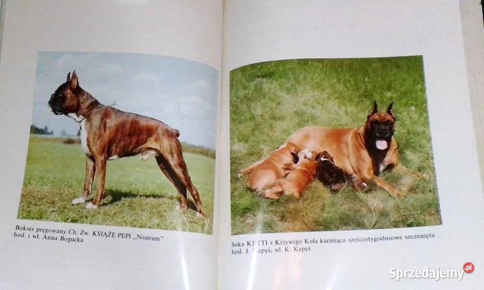 Boksery Jerzy Kapyś Chełm