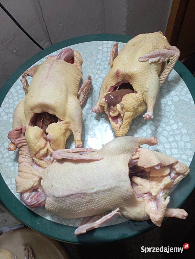 ŻYWE Kaczory Kaczki sporo sztuk MIX Do UbojuChów Golasowice