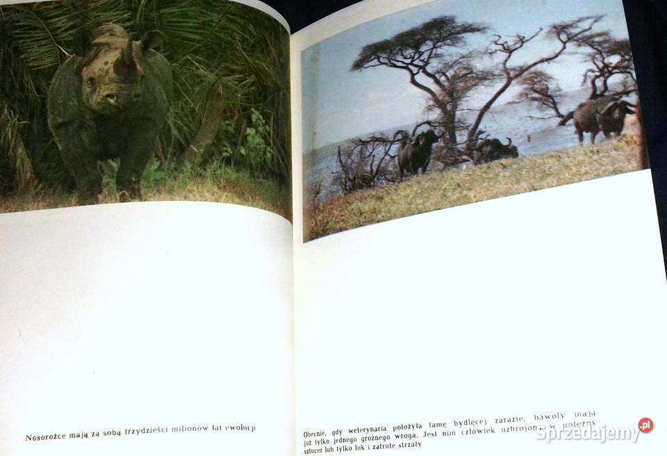 Opowieści z sawanny i buszu Ada Wińcza Pozostałe