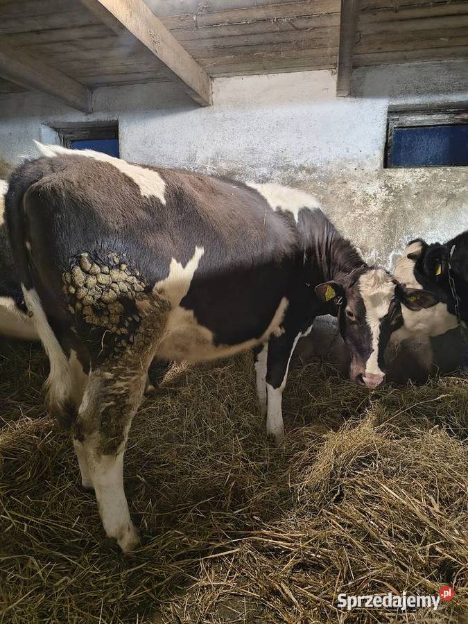 Sprzedam jałówki cielne Staniszewo
