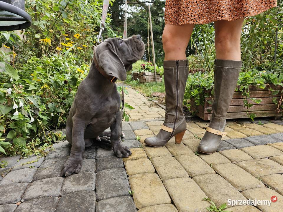 Dog niemiecki błękitny FCI zkwp