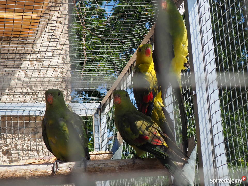 Papuga górska Pszów