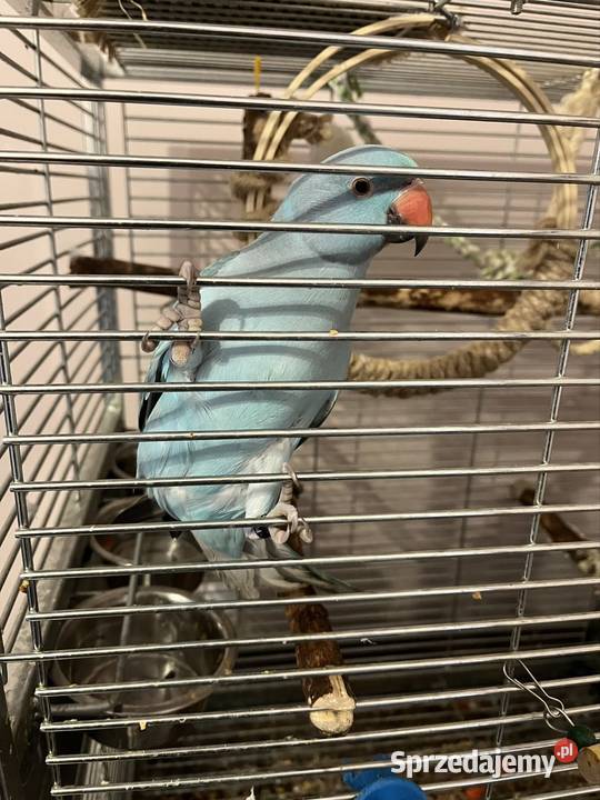 Papuga Aleksandreta obrożna ręcznie karmiona sprzedam