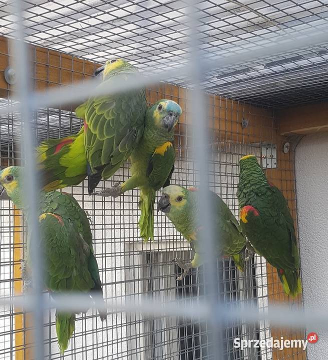 Amazonka niebieskoczelna Bystra