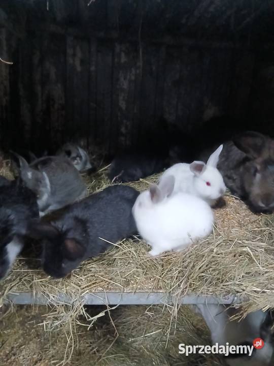 Króliki wielkopolskie Słupia pod Kępnem