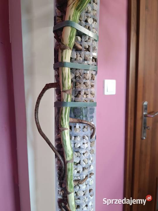 Monstera Albo variegata węzeł z korzeniami wet wielkopolskie Kaźmierz