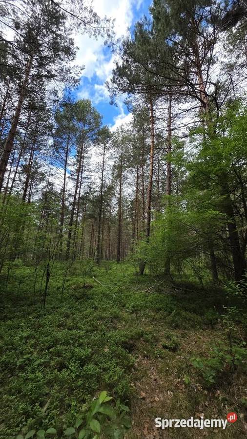 Działka las 194 hektara 2zł/m2 Malewszczyzna