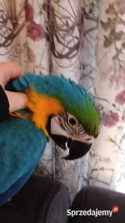 Sprzedam papugę Ara ararauna małopolskie Charsznica
