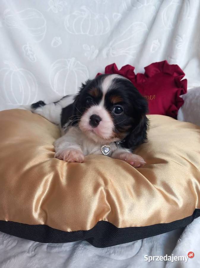 Cavalier King Charles Spaniel Strzelce Opolskie