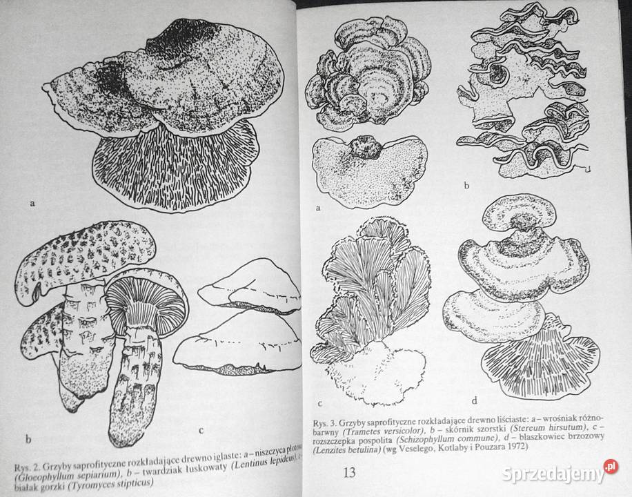 Grzyby leśne Andrzej Grzywacz JCarlos Nieto Chełm sprzedam