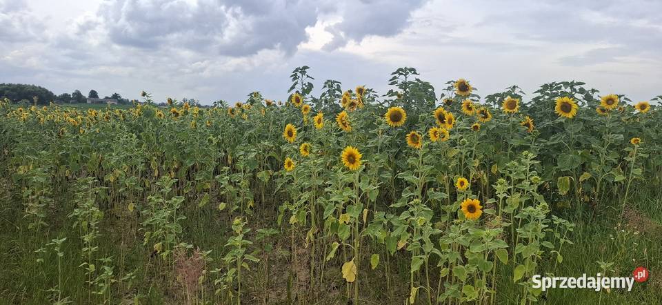Słoneczniki ozdobne Lubelskie lubelskie Lublin