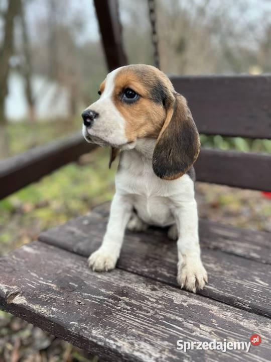 Śliczna suczka rasy Beagle z rodowodem Dąbrowa Górnicza