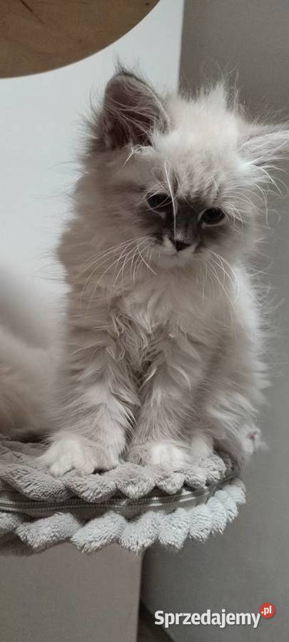 Arya kotka syberyjska neva masquerade Wola Szydłowiecka