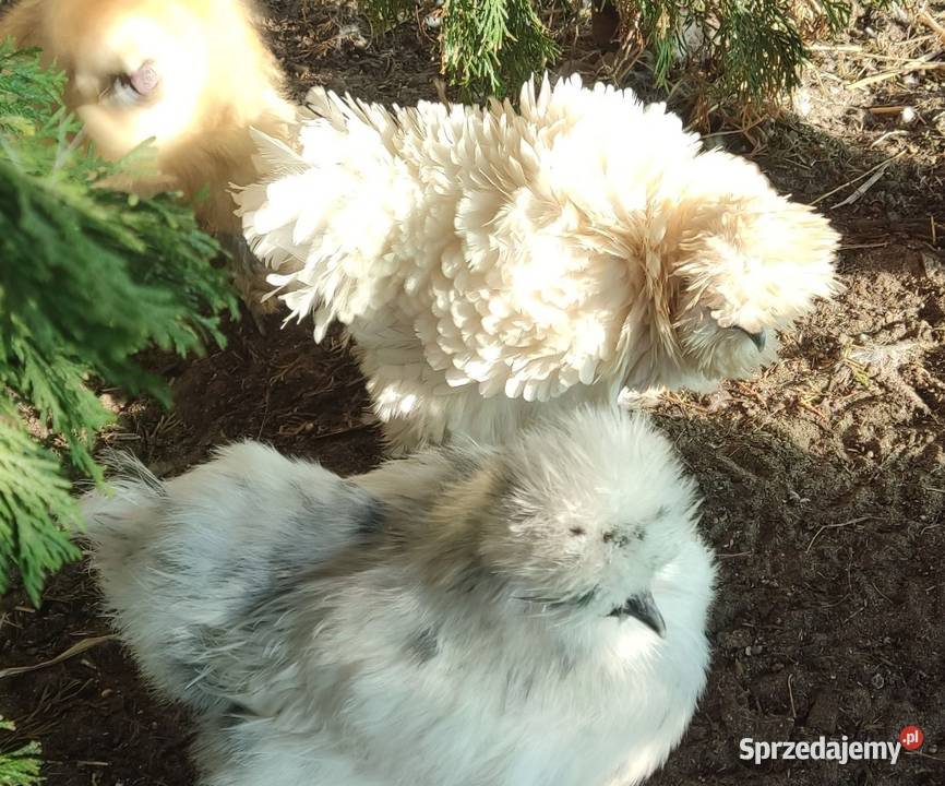 Jaja lęgowe Silek USA Łochów sprzedam