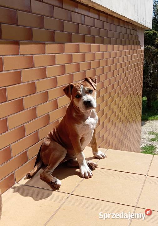American Staffordshire Terrier Sokoły